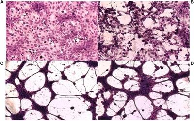 Experimental Aspects Suggesting a “Fluxus” of Information in the Virions of Herpes Simplex Virus Populations